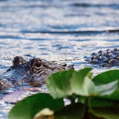Everglades-Tours-In-Miami-Miami-On-The-Water