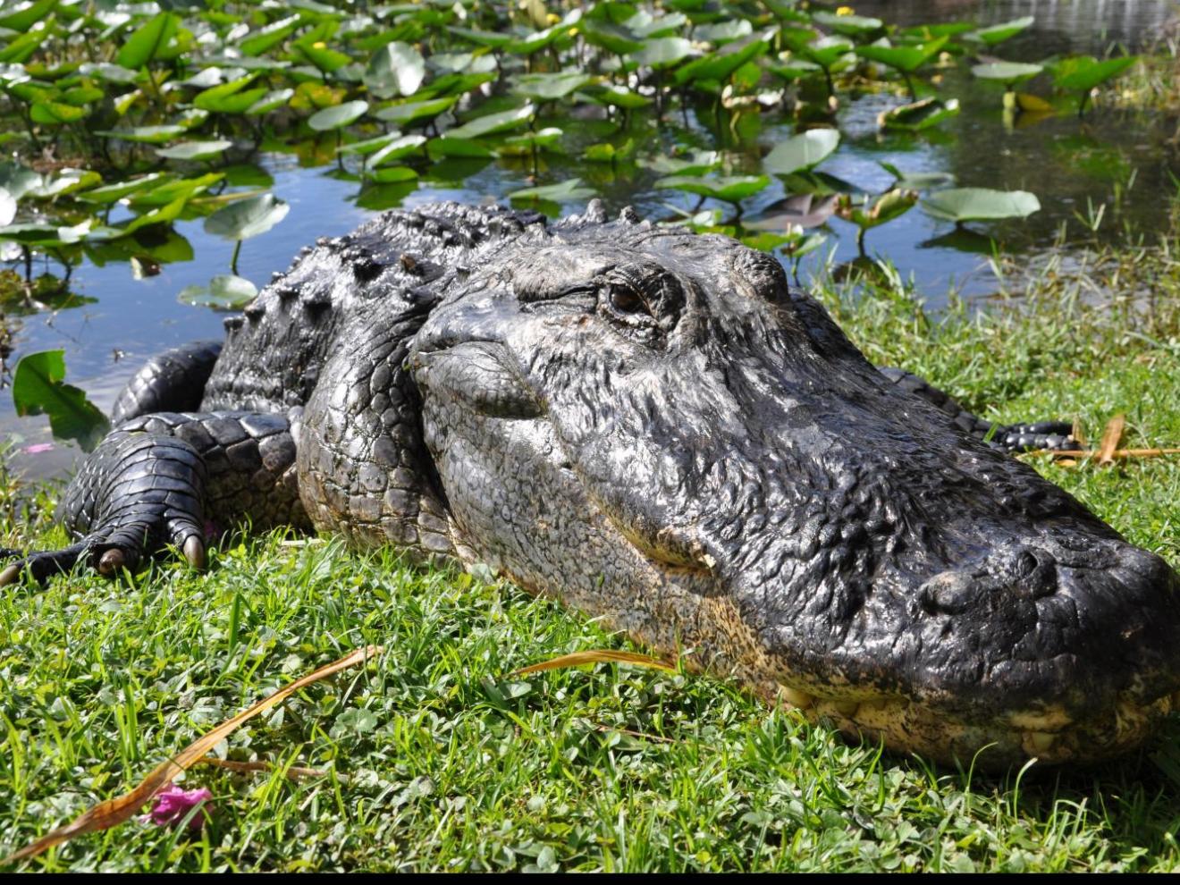 Everglades Safari Airboat Ride - Miami On The Water