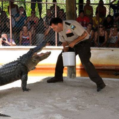 Miami Alligator Show - Miami On The Water