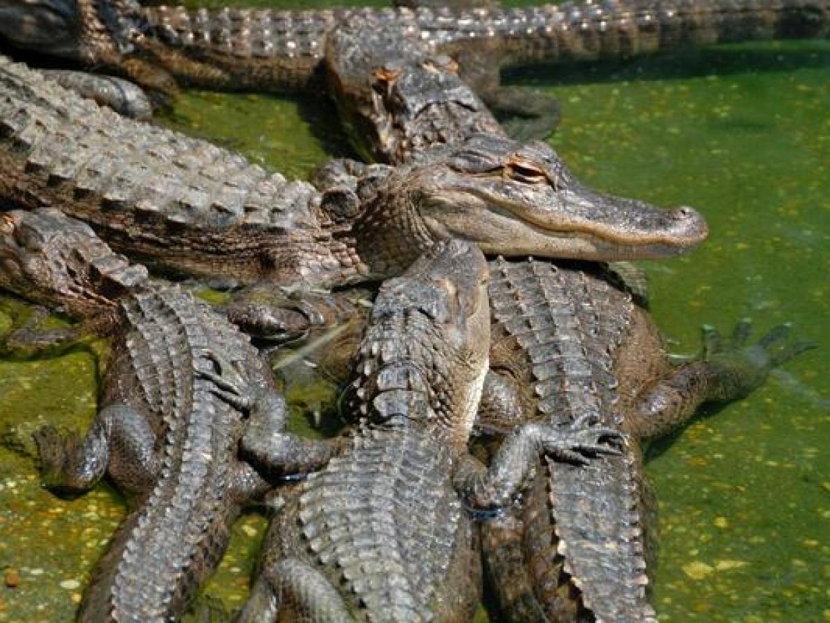Everglades Alligator Show Tickets | Miami on the Water