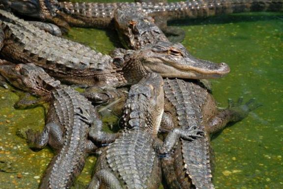 Everglades Alligator Show Tickets | Miami on the Water
