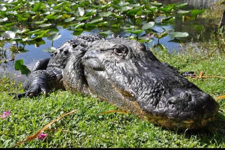 Everglades Park Admission Tickets | Miami On The Water