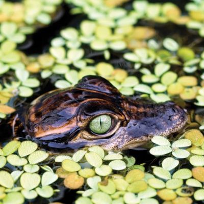 Everglades Tours in Miami - Miami On The Water Corp.