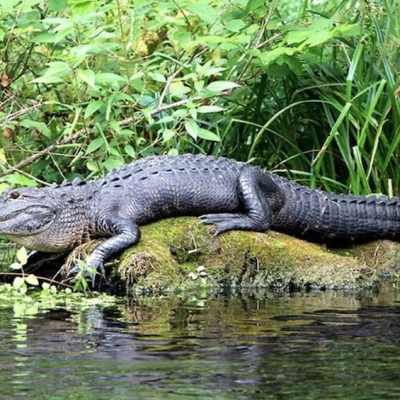 Everglades Tours in Miami - Miami On The Water