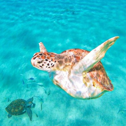 Miami Turtles on Biscayne Bay - Miami on the Water