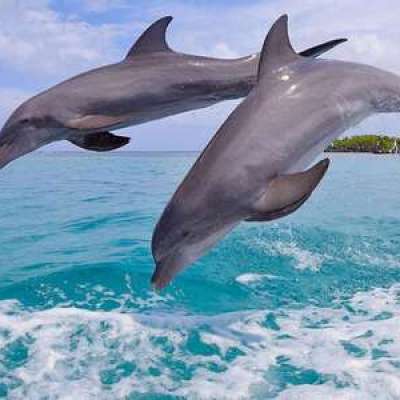 Miami's Marine Life - Dolphins - Miami on the Water
