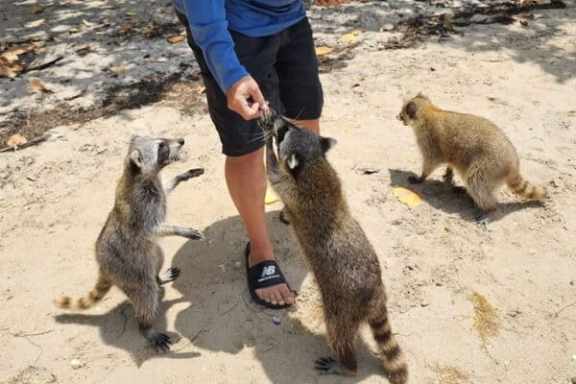 Miami Raccoon Island Boat Rental with Miami On The Water