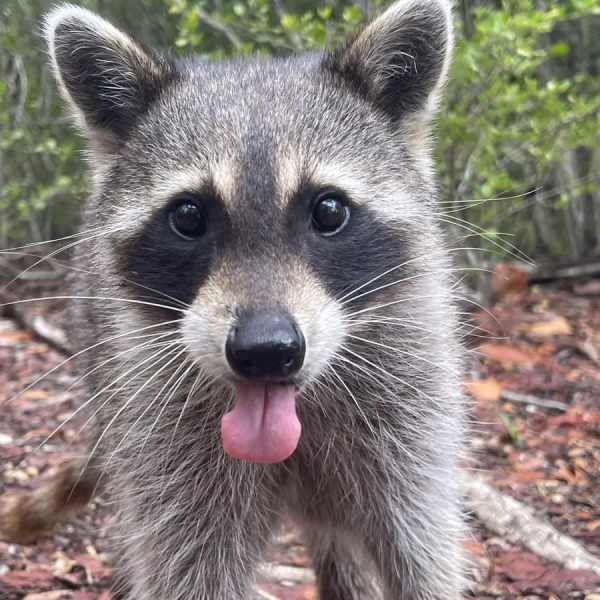 Miami Raccoon Island Boat Tour with Miami on the Water