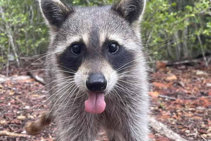 Miami Raccoon Island Boat Tour with Miami on the Water