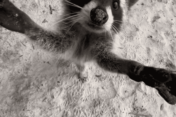 Raccoon Island Miami Tour with Miami on the Water