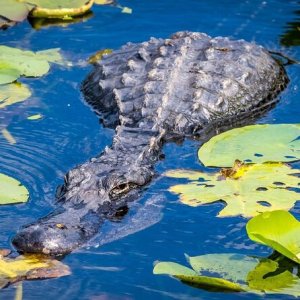Private Everglades Airboat Ride