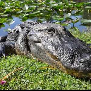 Private Everglades Airboat Tour with Miami on the Water
